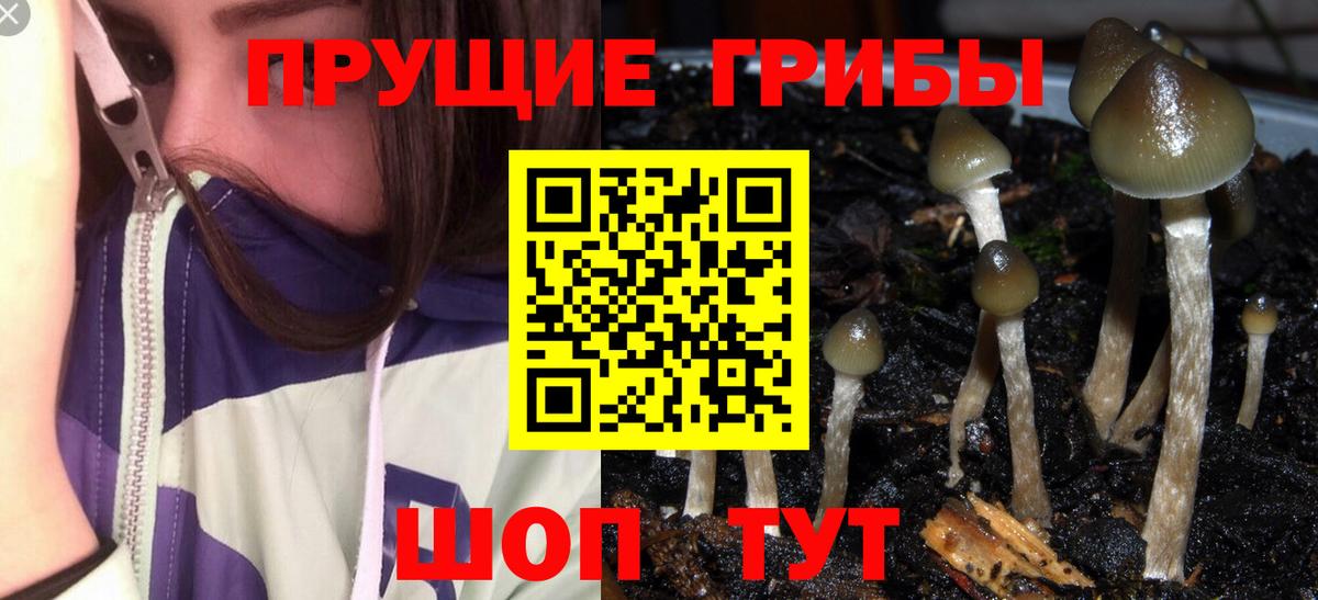 Галлюциногенные грибы прущие грибы  Вход с VPN  Коряжма 