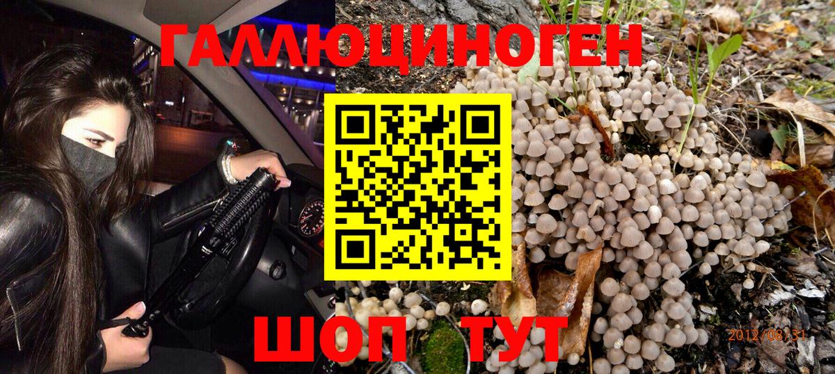 Галлюциногенные грибы Psilocybe Коряжма